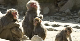 高崎山自然動物園